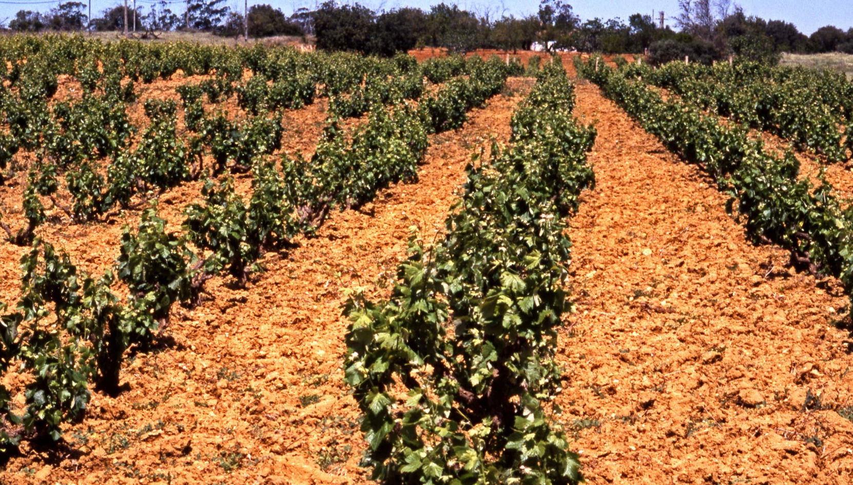 Tour of Algarve Wineries - Foto 1