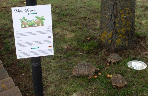 Villa Jakov - Photo 21