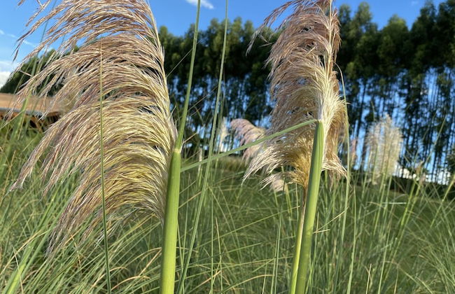 Buganville Villas - Foto 54