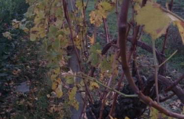 Agriturismo 7 Colonne - Foto 78