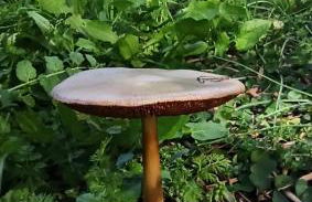 Nafpaktos cottage by the sea for travelers and dreamers! - Foto 79