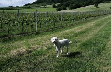 Ferienwohnung Julianna - Foto 32