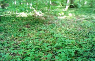 Appartementt à louer à Rennes - Photo 1