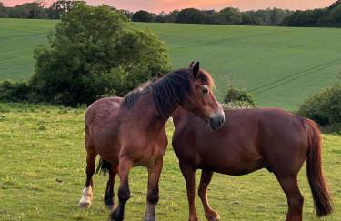 Captains Cottage Dover - Foto 12