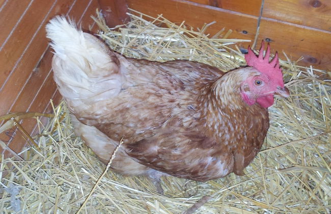 Casale Della Pergola Eco-friendly by the sea - Foto 32