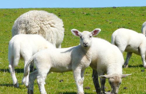 Apartment Am Mühlendeich - Foto 18