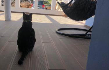 Casa do Papillon - Foto 14