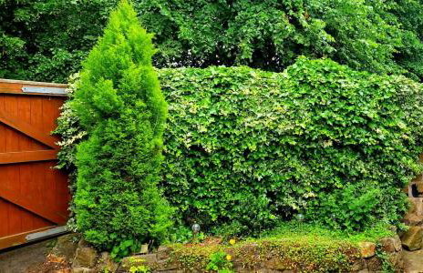 The Dotterry - Foto 34