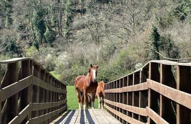 Luxury in the Jungle - Foto 67