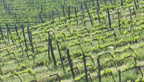 Agriturismo Villa Buoninsegna - Foto 5