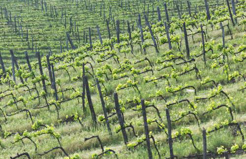 Agriturismo Villa Buoninsegna - Foto 5