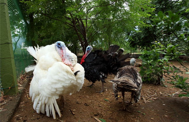 Harvest Fresh Farms - Foto 22