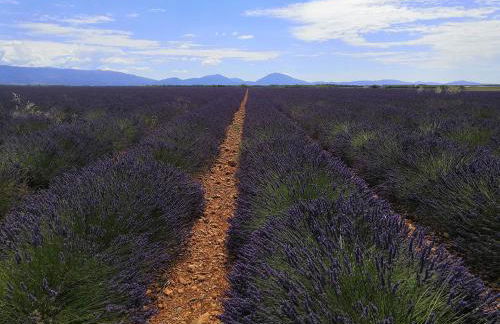 Lou Pauseto - Foto 27