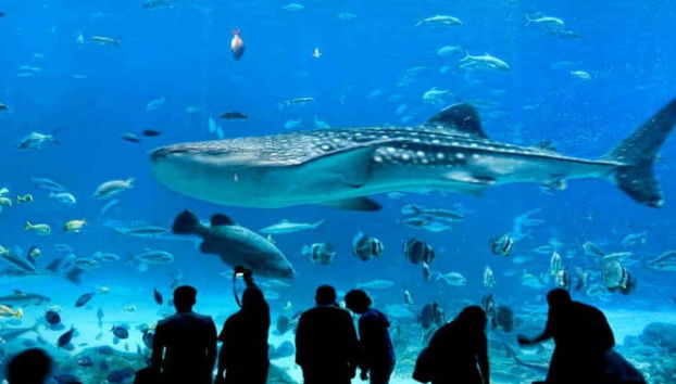 Entrada al Acuario Inbursa + Transporte - Foto 5