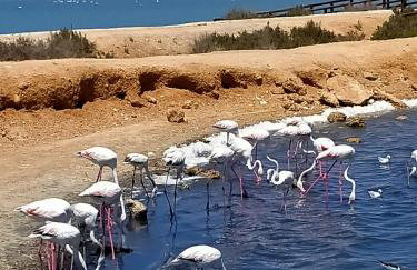 VILLA FLAMINGO San Pedro del Pinatar Beach House - Foto 35