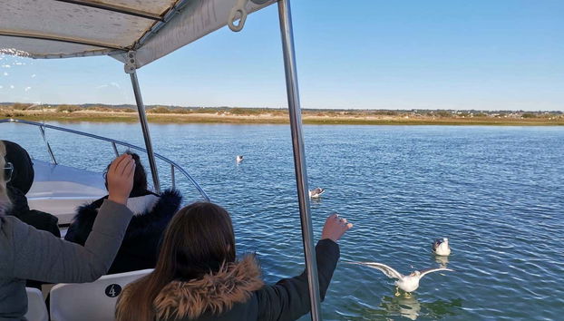 Feeding the seagulls