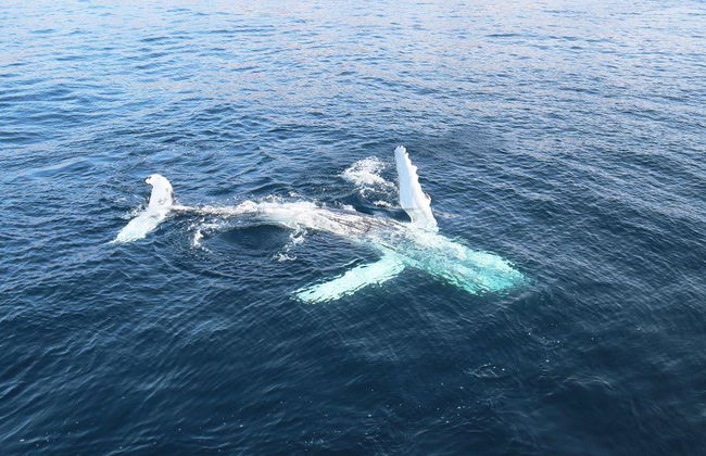 Avvistamento Classico di Balene da Dalvík - Foto 8
