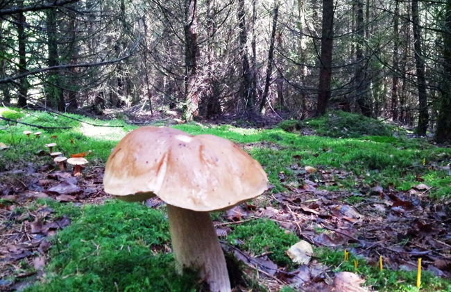 Beautiful Holdiday Home in Ulmen Near the Lake - Foto 39