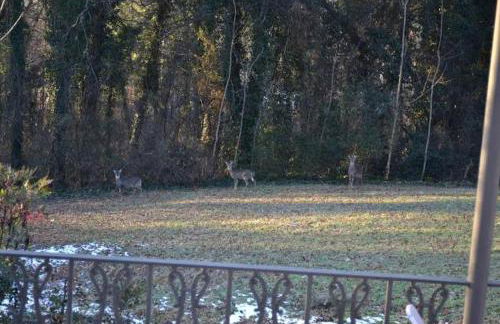 Romantic Suite Rental with Terrace and Chimenea near Gatlinburg, Tennessee - Foto 7