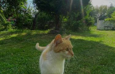 Agroturystyka Raj "Pod rzeźbami" - Photo 45