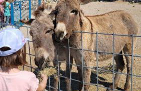 Villa Suzi - Family Farm Stay with Donkeys, Pool and Sea View near Rijeka - Foto 37
