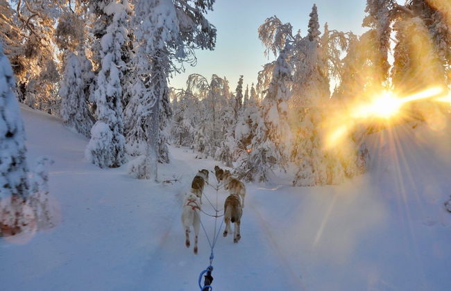 Metsä Kolo - Photo 42