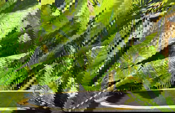 Deetorjai FarmStay Nan - Photo 63