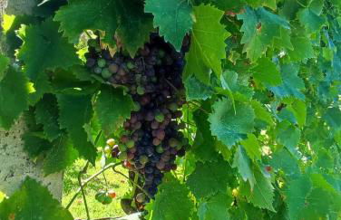 Casa Matreiro - Foto 52