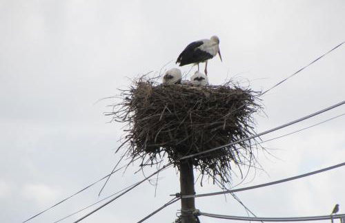 Monte da Tojeirinha - Foto 19