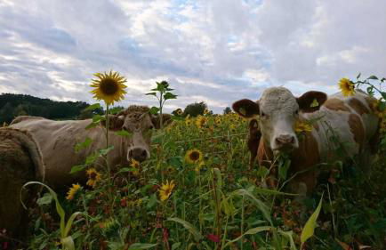 Zirbenholzwohnung Lochau - Foto 17