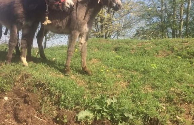 Corte Breda Agriturismo Bed & Breakfast - Foto 38