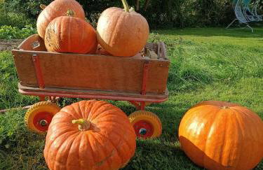 Agroturystyka Sosnowy Gaik - Foto 27