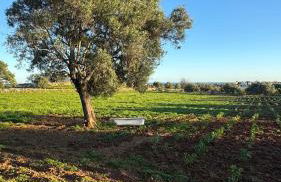 Quinta Castor - Foto 5