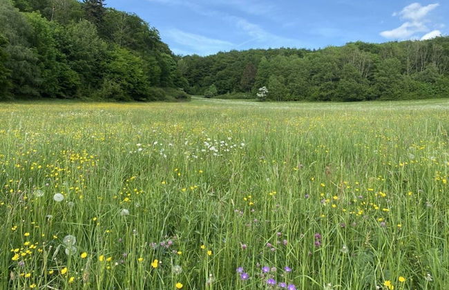 Guest House An der Truse - Foto 15