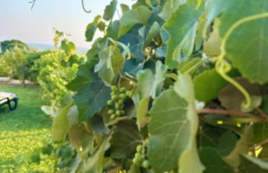 Lezíria Houses - Ribatejo - Foto 51