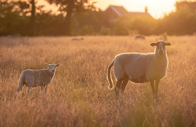 Atmospheric Lodge With Unobstructed View, Located in Beautiful Drenthe - Photo 74