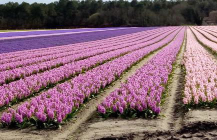 Moliets plage, Résidence OPEN SUD - Foto 18