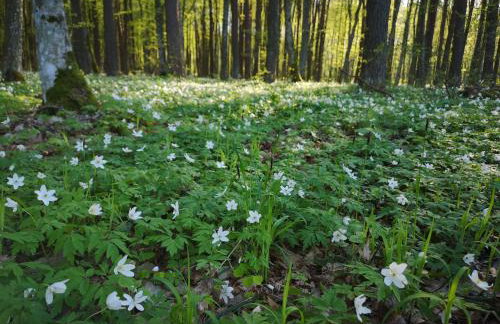 Domek pod lasem podlaskie - Foto 9