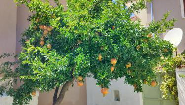 ilkay's House - Foto 2, Garden