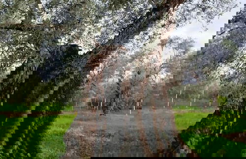 La Piana degli Ulivi - Foto 46