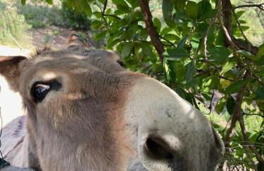 VILLA A SCOPA 14 VUE PANORAMIQUE MER * - Foto 40