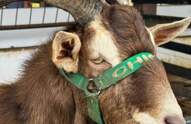 Monte Castelo - Meu Flat - Foto 30