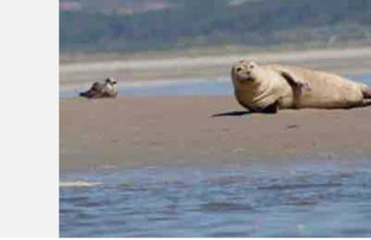Les coteaux vue mer - Foto 21