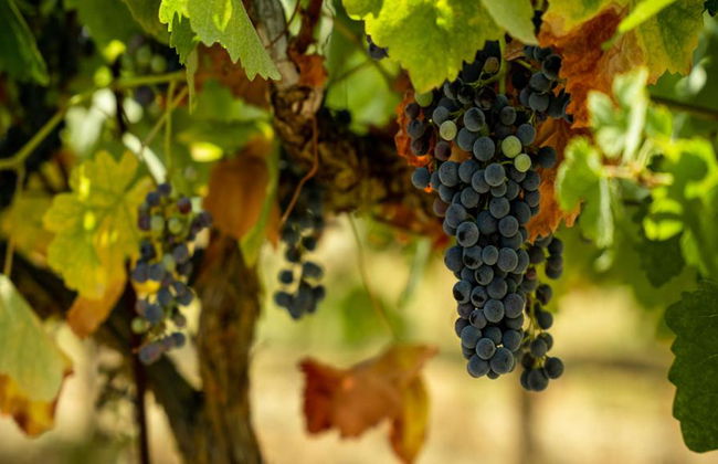 The Ultimate Kefalonia Experience - Private Tour - Foto 8