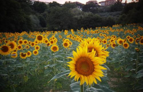 Podere La Capacciola - Photo 13