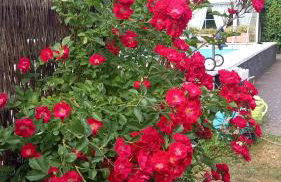 Ferienhaus Rose & Lavendel - Foto 14