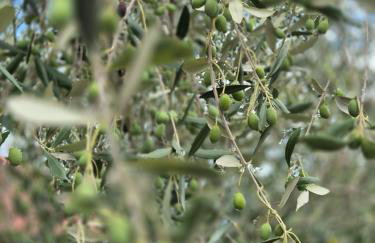 Domus in Monte - Foto 6