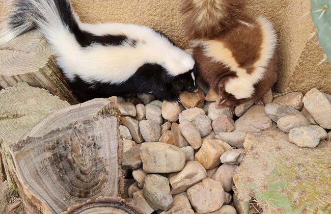 La Era de las Aves Zoo Ticket - Foto 6