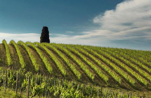 Fattoria Di Pancole - Foto 73