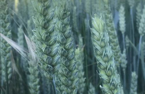 Orlegy Casa Rural - Foto 11